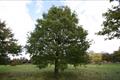 Quercus castaneifolia